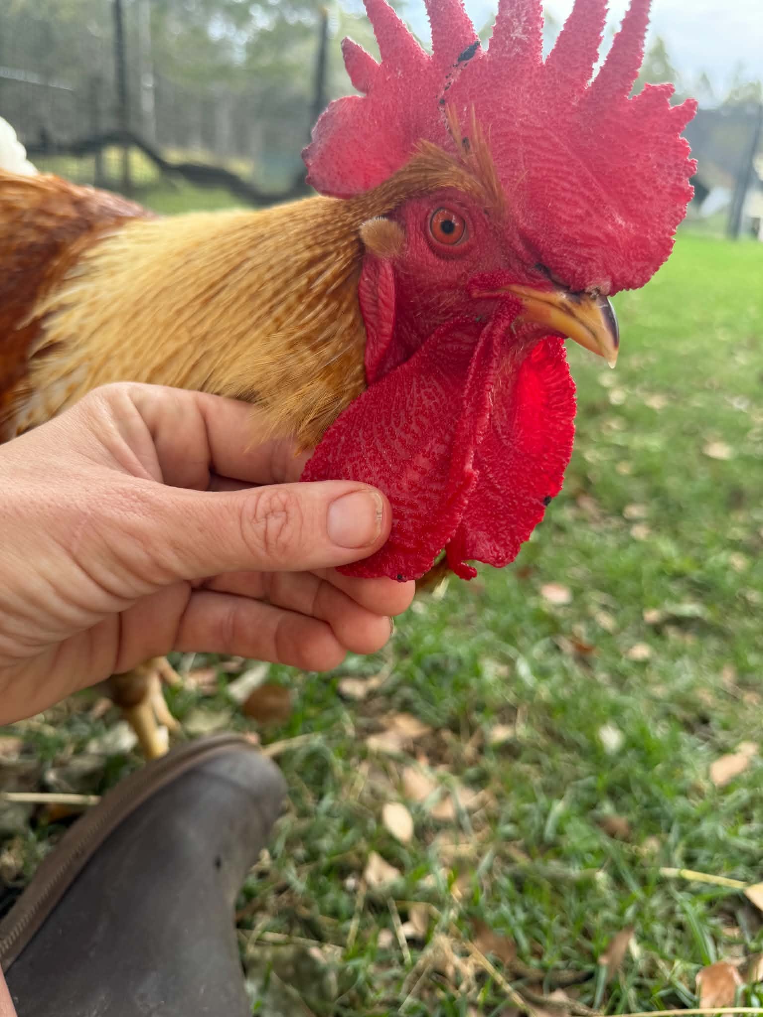 Urgent: hens need homes (and so much to tell you)