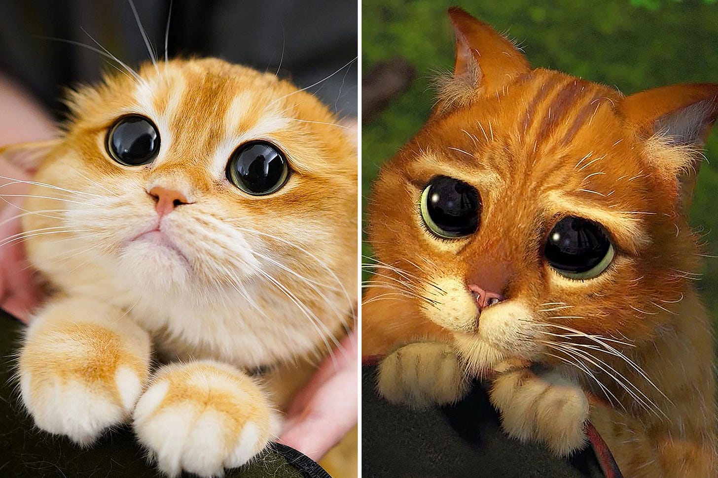 Cat which looks just like Shrek's Puss in Boots sends internet wild | The  Sun