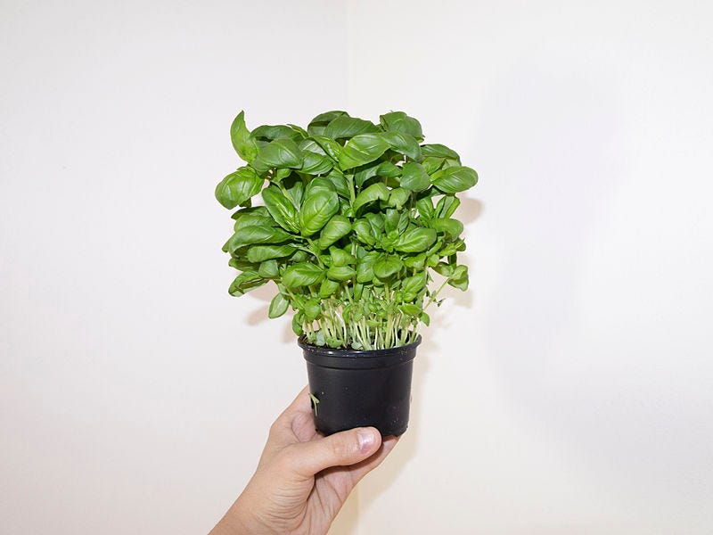 File:Lush basil (Ocimum basilicum).jpg
