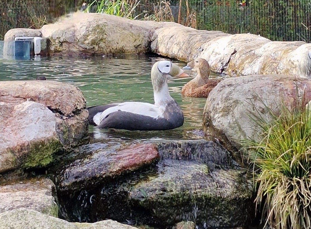 A close-up shot of two eider ducks, possibly known as ‘spectacled’, due to the circular black-grey ring patterns around the male’s eyes, with the female mostly feathered in a variety of browns. They are on a small artificial pond within the habitat created by The Wildfowl Trust. It is outdoors, with bright natural light. At the front of the pond is a low waterfall made up of carefully placed rocks, some of which have dark green moss and another taller plant growing on them. At the back, behind the furthest edge of the pond, is more foliage, and a steel fence.