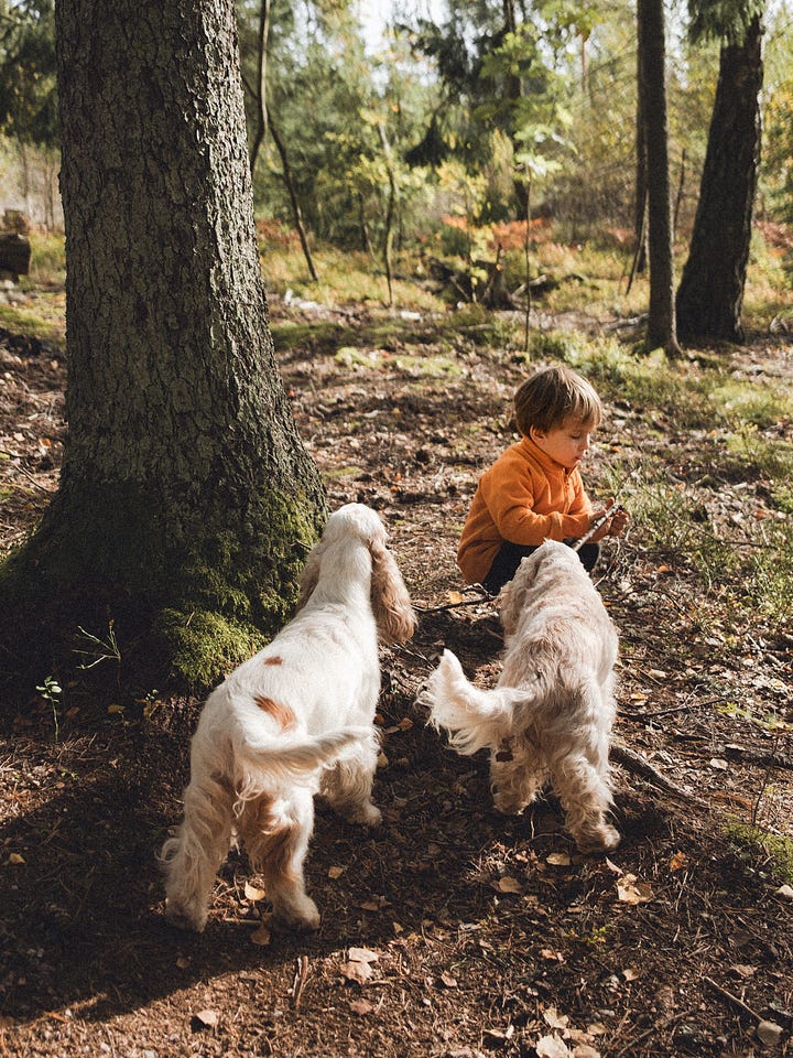 dogs in finnish forest