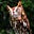 Michael the Screech Owl's avatar