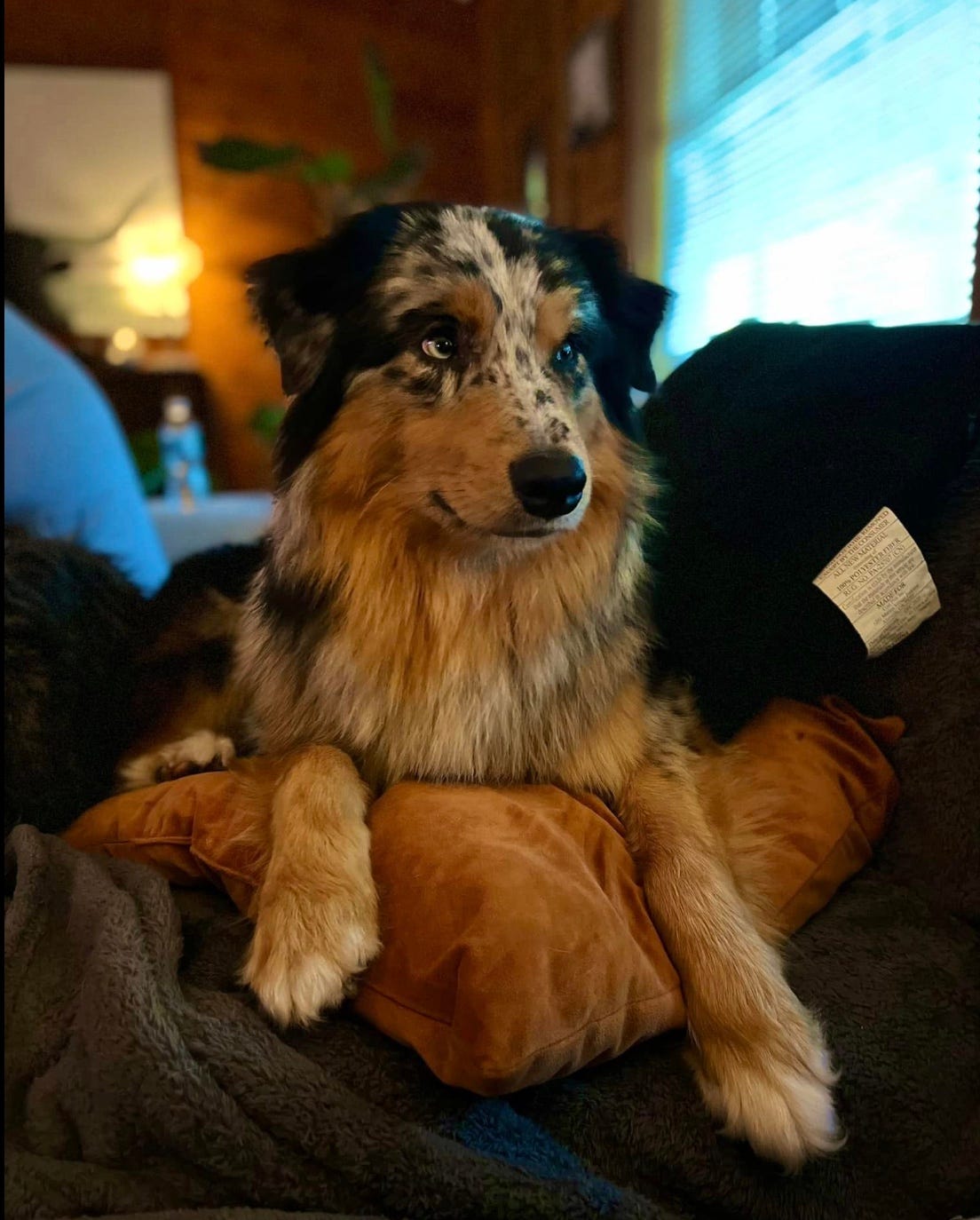 Cashew sitting on pillows now dry and inside his home. Cashew sitting on pillows now dry and inside his home.