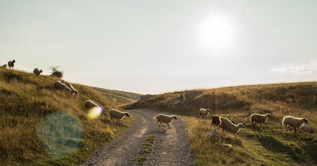herd of sheep crossing on pathway during daytime