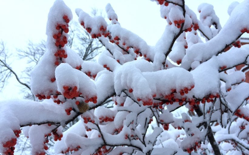 Design for the Garden in Winter - Spotts Garden Service