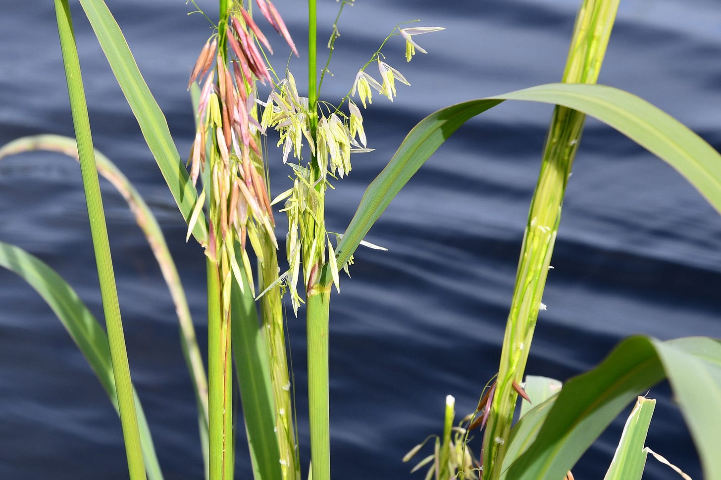 Manoomin (Wild Rice) | Michigan Sea Grant