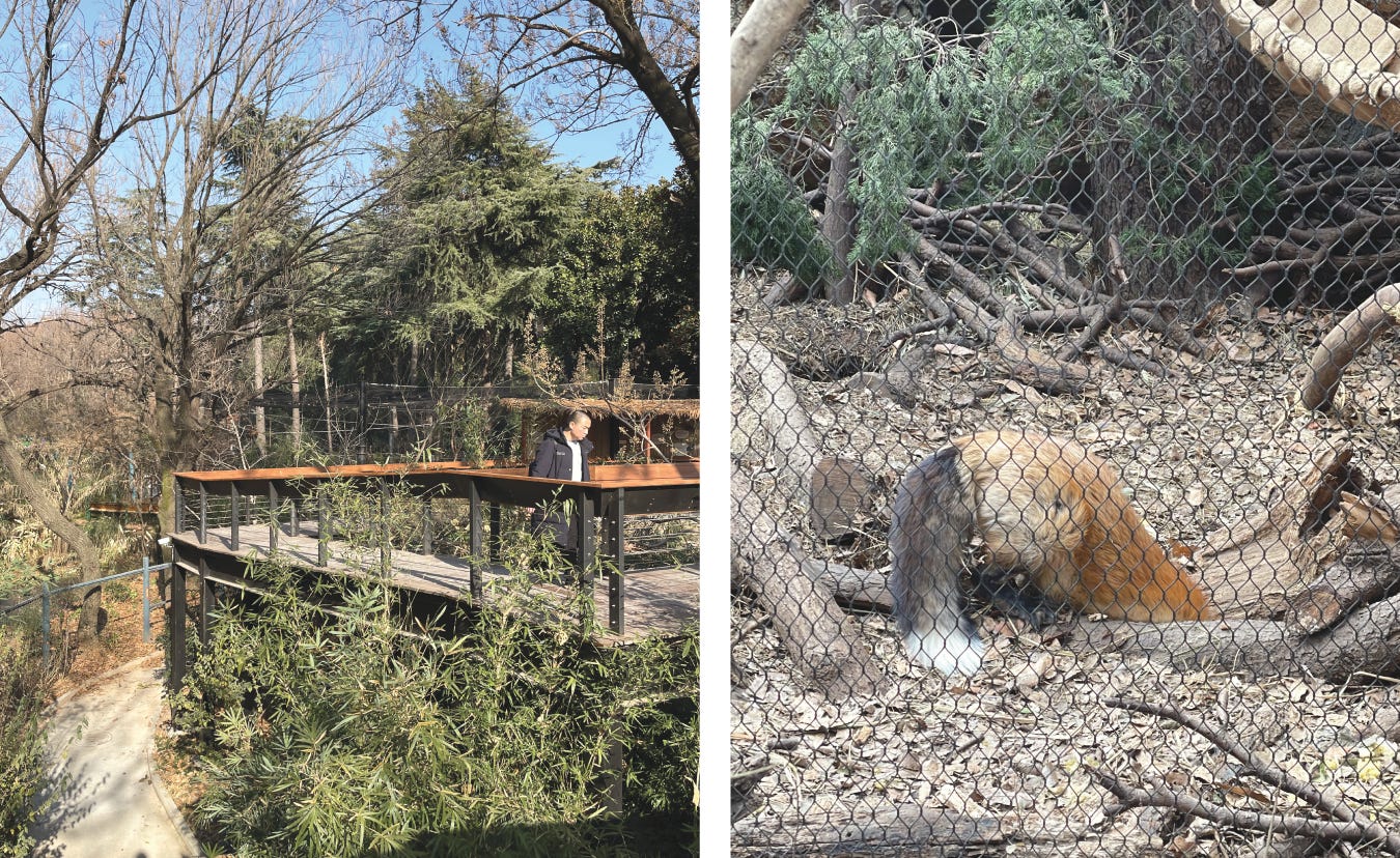 How to Design a Zoo - by JingYu - Old North Whale Review
