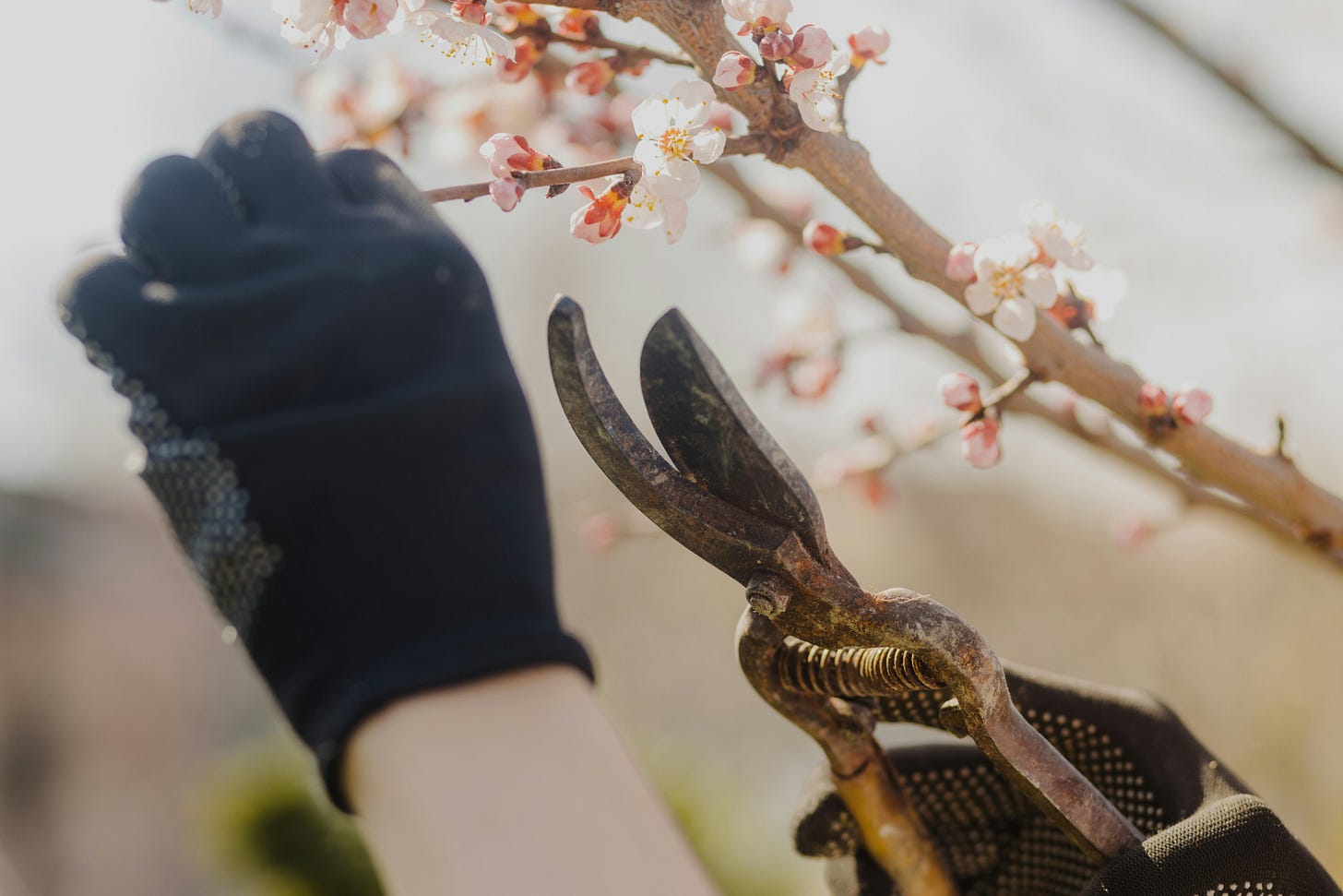 Hands covered in black gardening gloves pruning the buds off a tree Hands covered in black gardening gloves pruning the buds off a tree