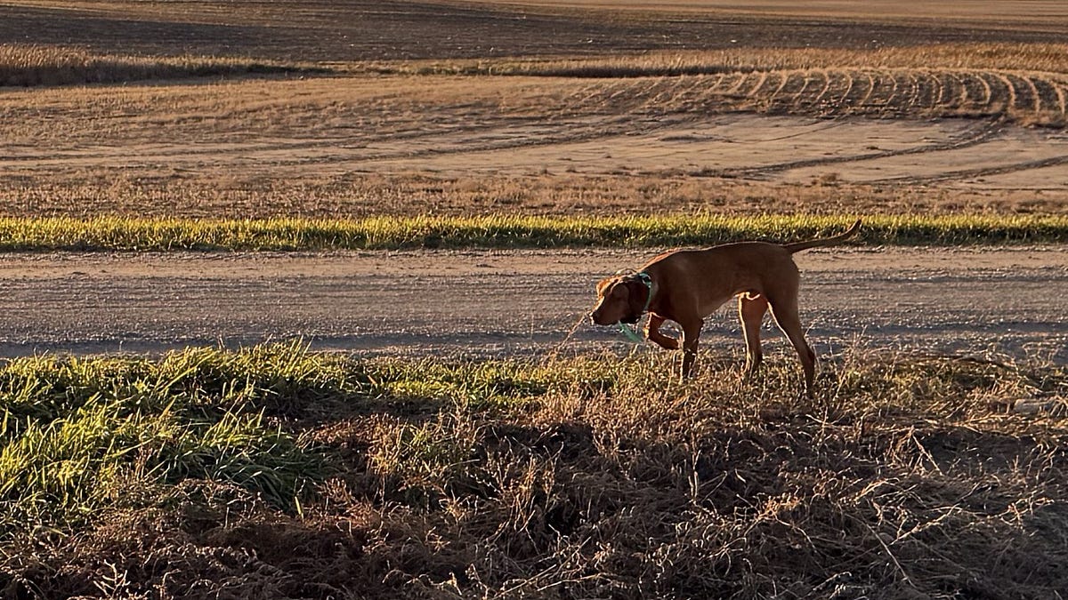 Writer Abram Documents Puppy Boone's Journey to North Dakota