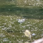 Two Frogs Reminded Me What Loving Nature Actually Feels Like