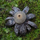 Finding the Hygroscopic Earthstar at Wakakusayama Hill 