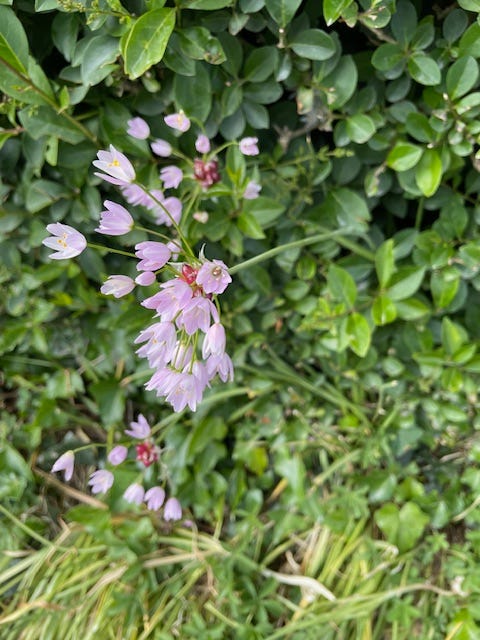 Photos near Charlestown by Sabrina Simpson