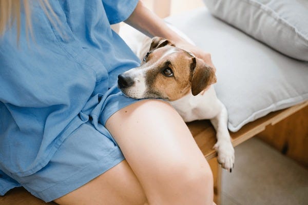 Dog Comforting Owner Royalty-Free Images, Stock Photos & Pictures |  Shutterstock