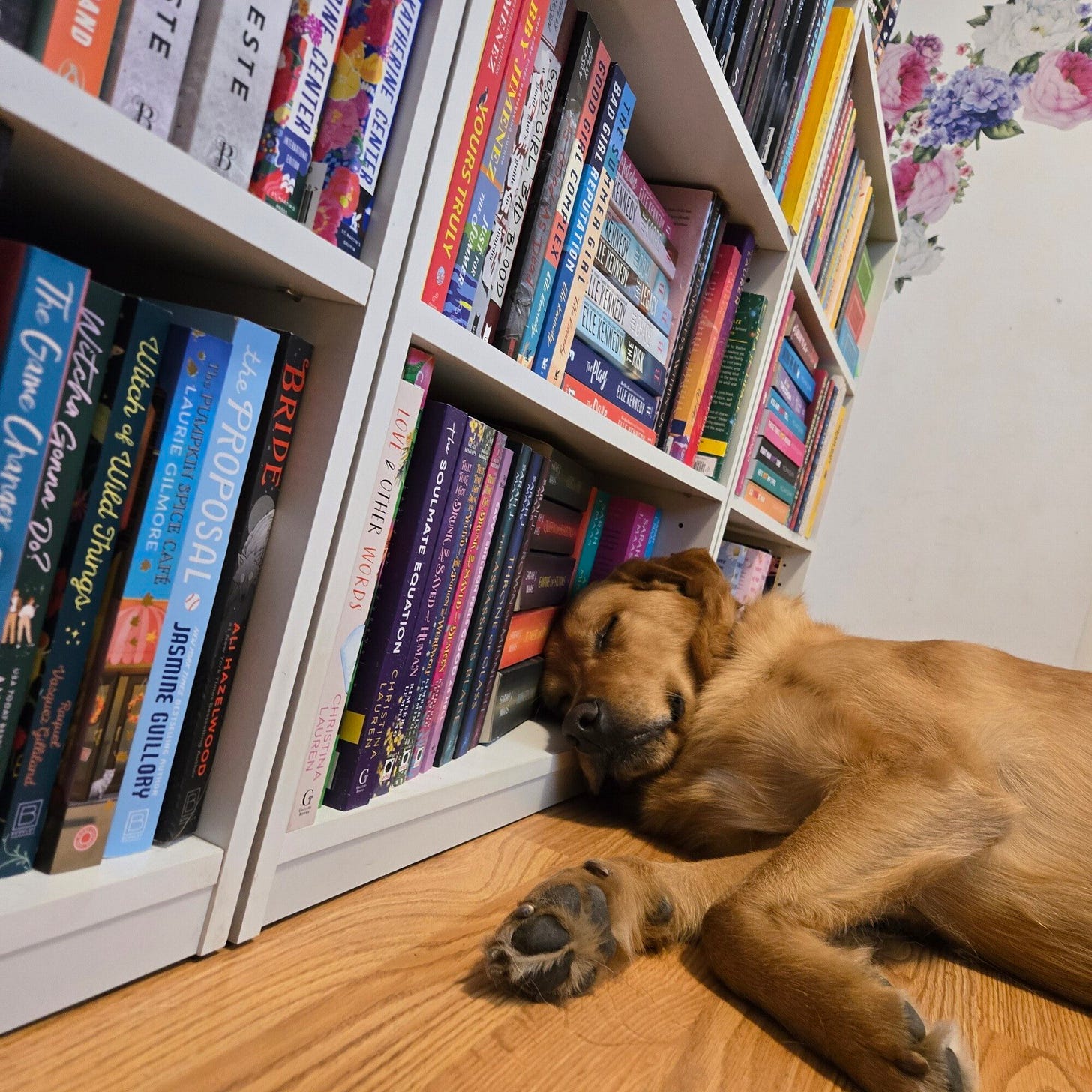 picture of a golden retriever mix sleeping with his head on a bookshelf