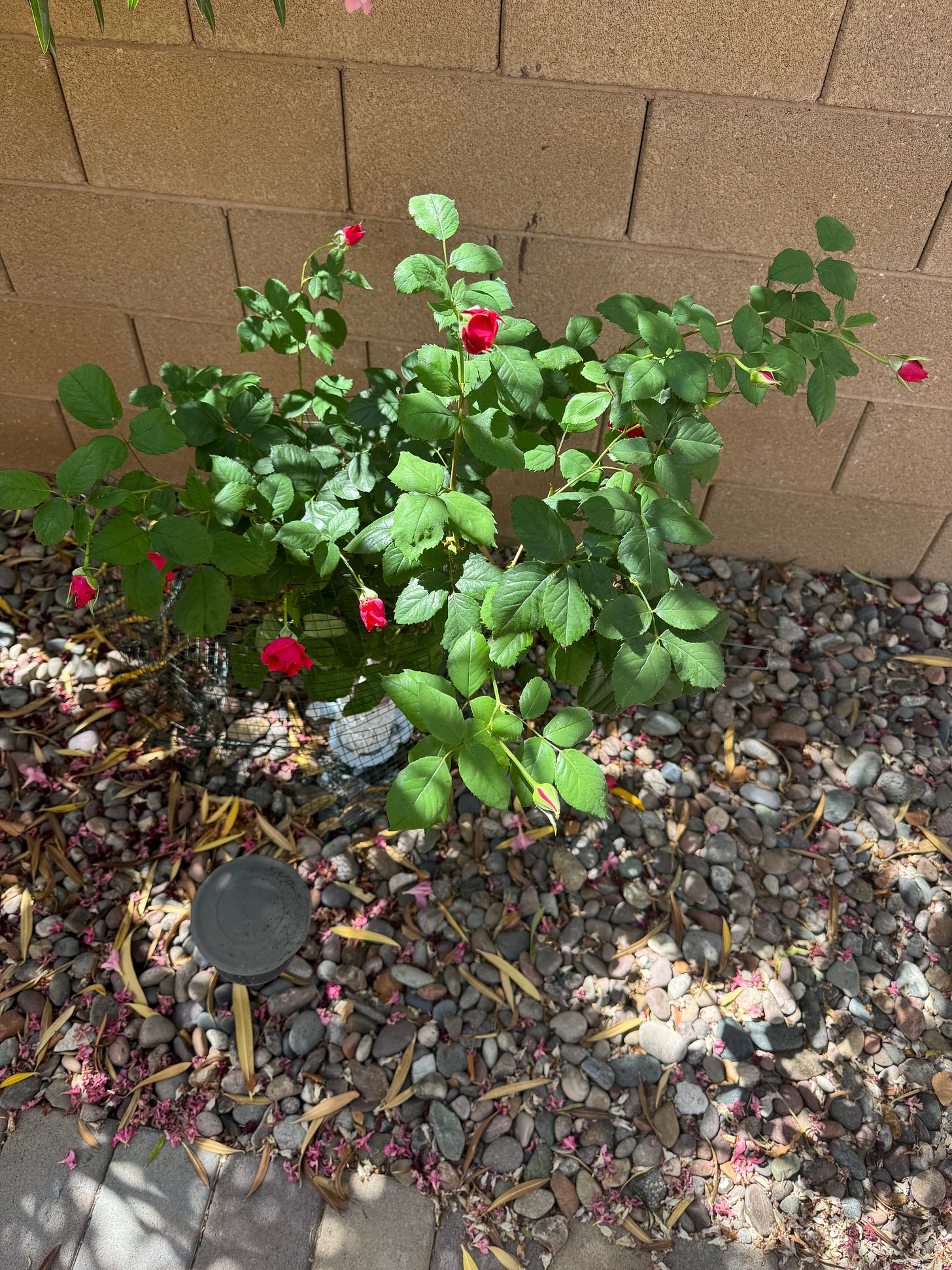 red rose bush in desert landscaping