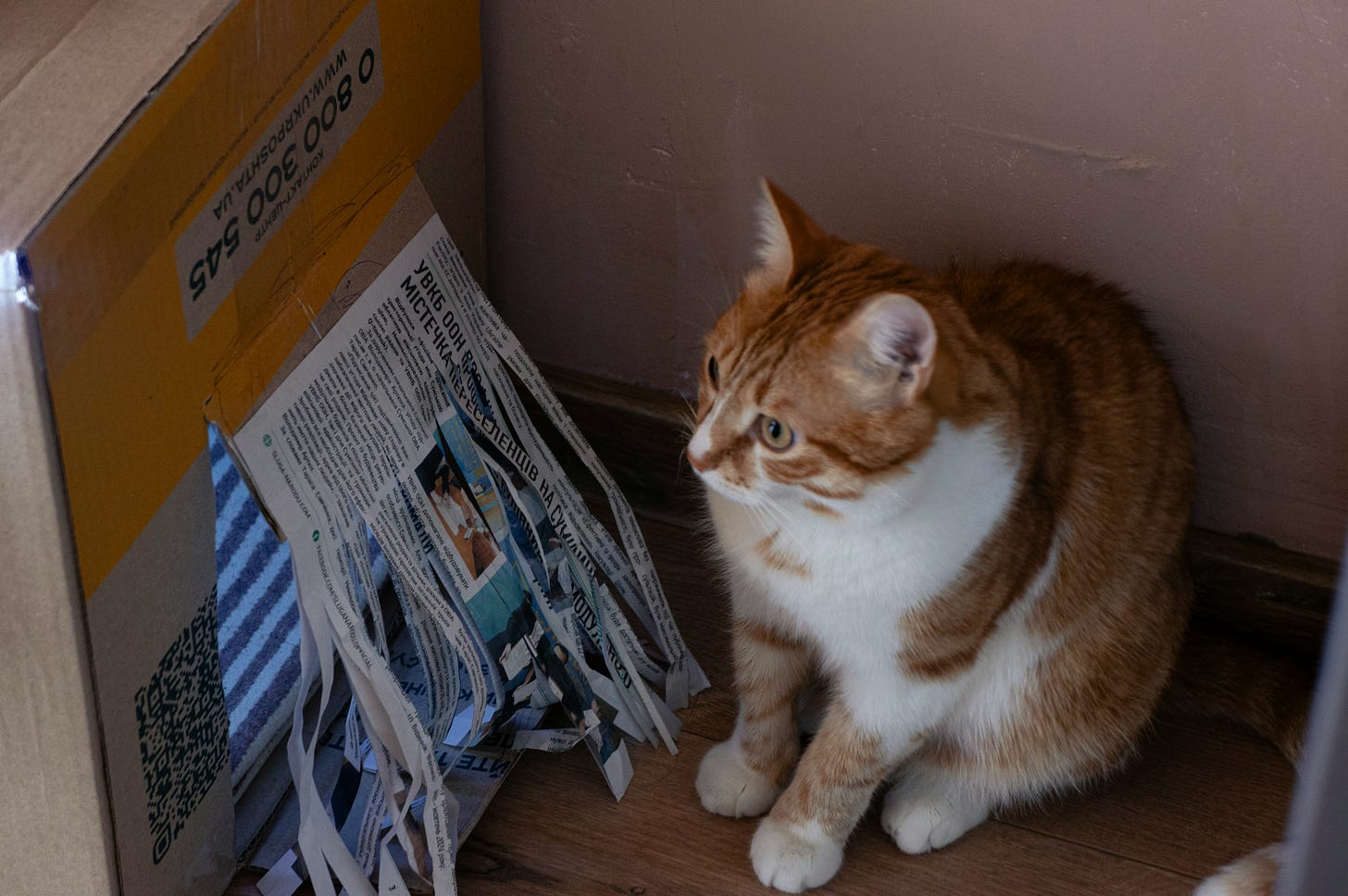 Red and white cat is sitting in front of a newspaper. The paper is slashed as if the cat had employed its claws.