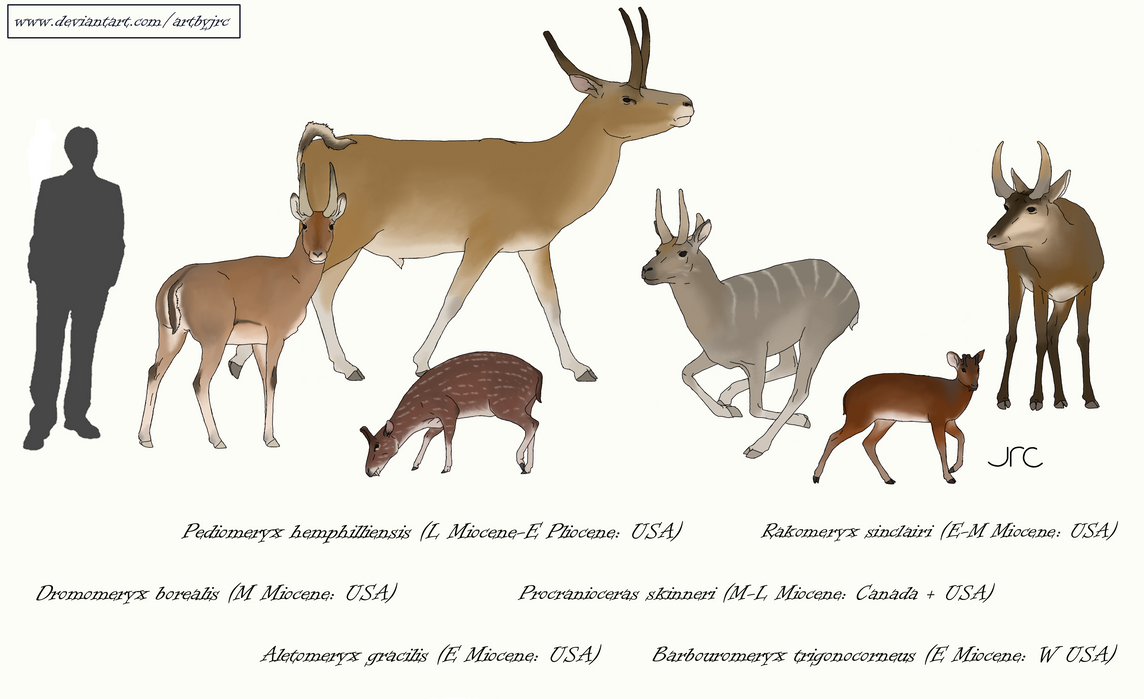 Six extinct dromomerycids from North America in the Miocene and Pliocene. They resemble deer with differently shaped antlers. Six extinct dromomerycids from North America in the Miocene and Pliocene. They resemble deer with differently shaped antlers.