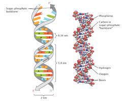 Discovery of DNA Double Helix: Watson and Crick | Learn Science at Scitable Discovery of DNA Double Helix: Watson and Crick | Learn Science at Scitable