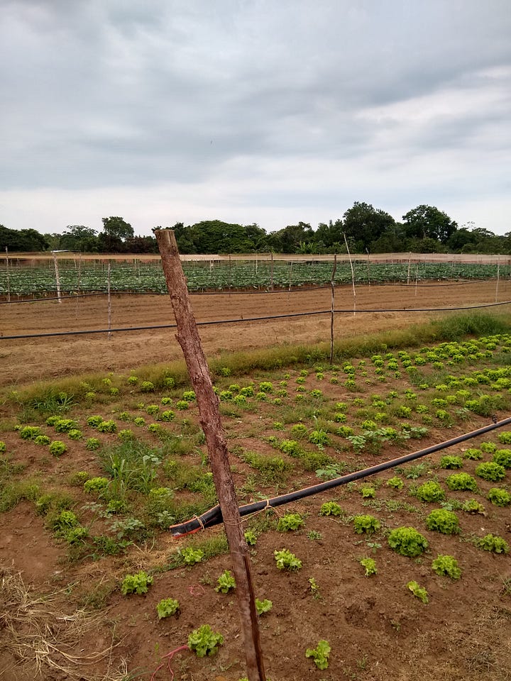 Images of lettuce, vegetables, and newly planted coconut trees