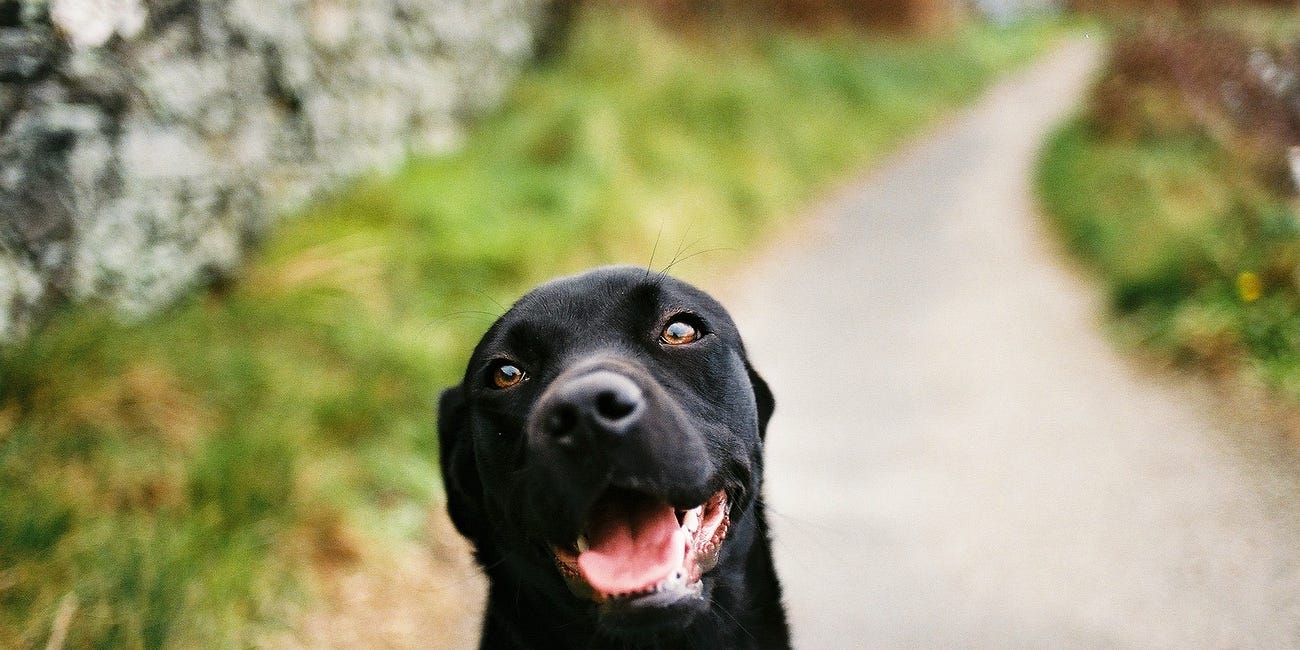 The Labrador Retriever - part two - Hummock the matchmaker