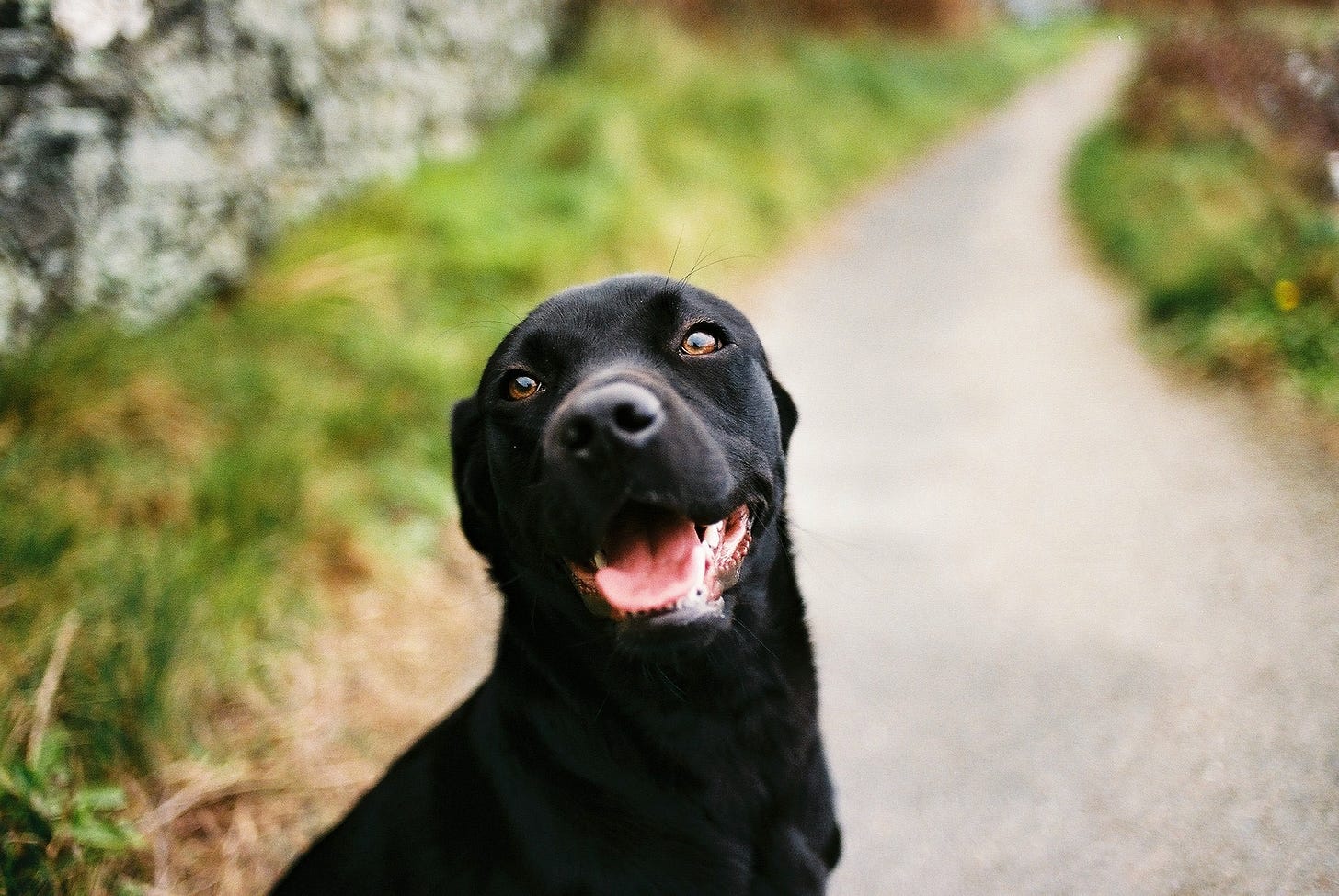 Picture of Hummock the black Labrador