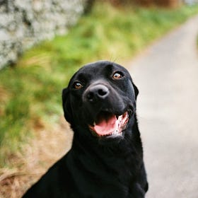 The Labrador Retriever - part two - Hummock the matchmaker