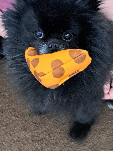 Pictures of our dogs and cats sent in by attendees!