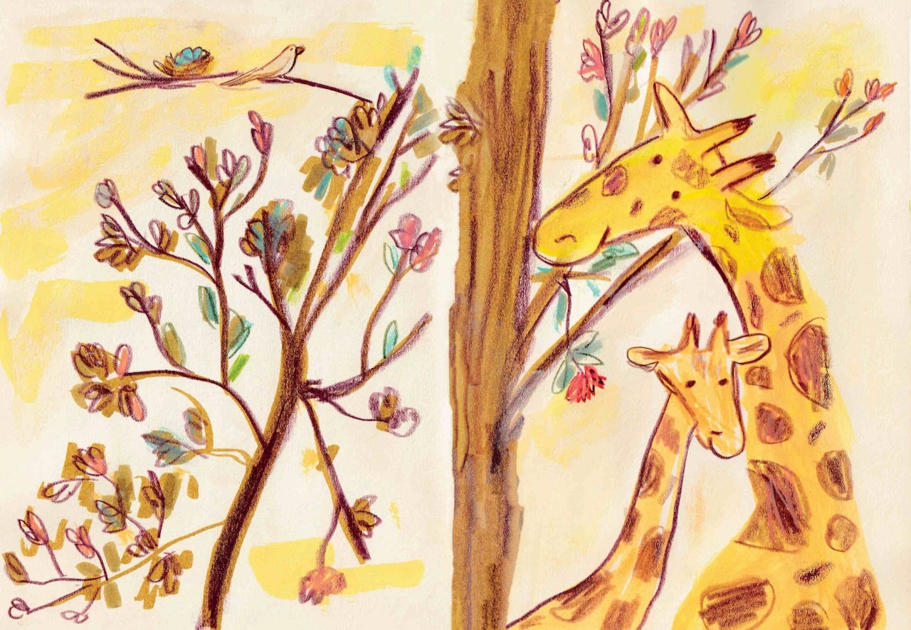 giraffes illustration by Beth Spencer giraffes illustration by Beth Spencer