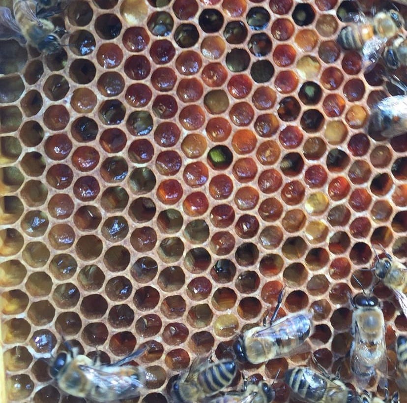 honeycomb filled with different colors of pollen