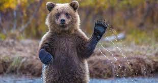 Bear Wave