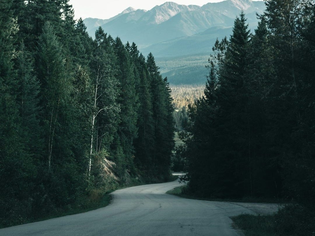a car driving down a road surrounded by trees