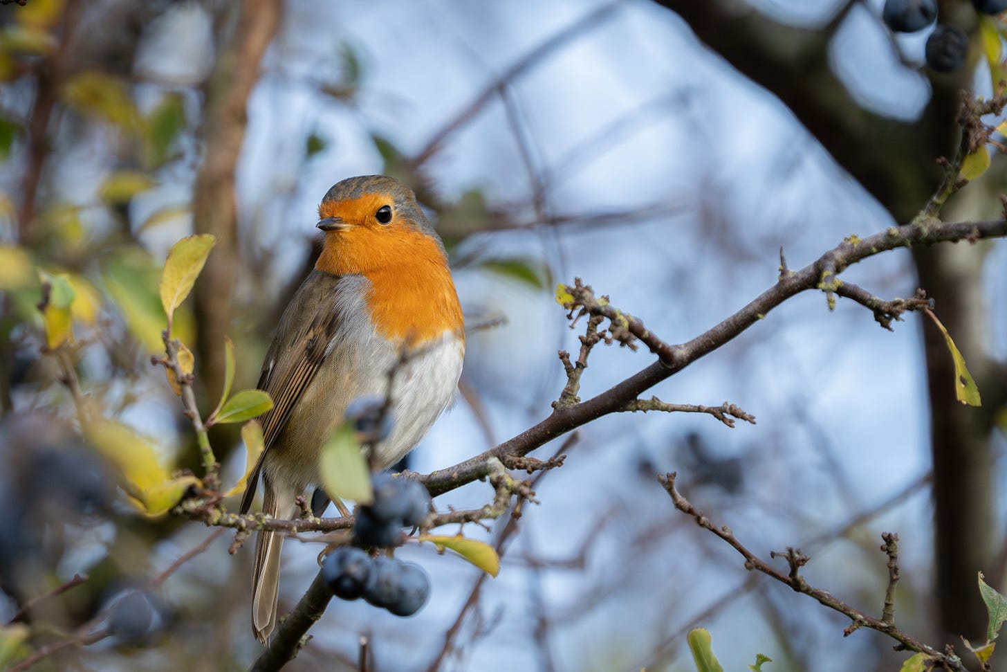 A Robin - a brown bird with a red chest A Robin - a brown bird with a red chest