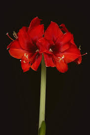 Amaryllis - Flowers - Featured Content ...