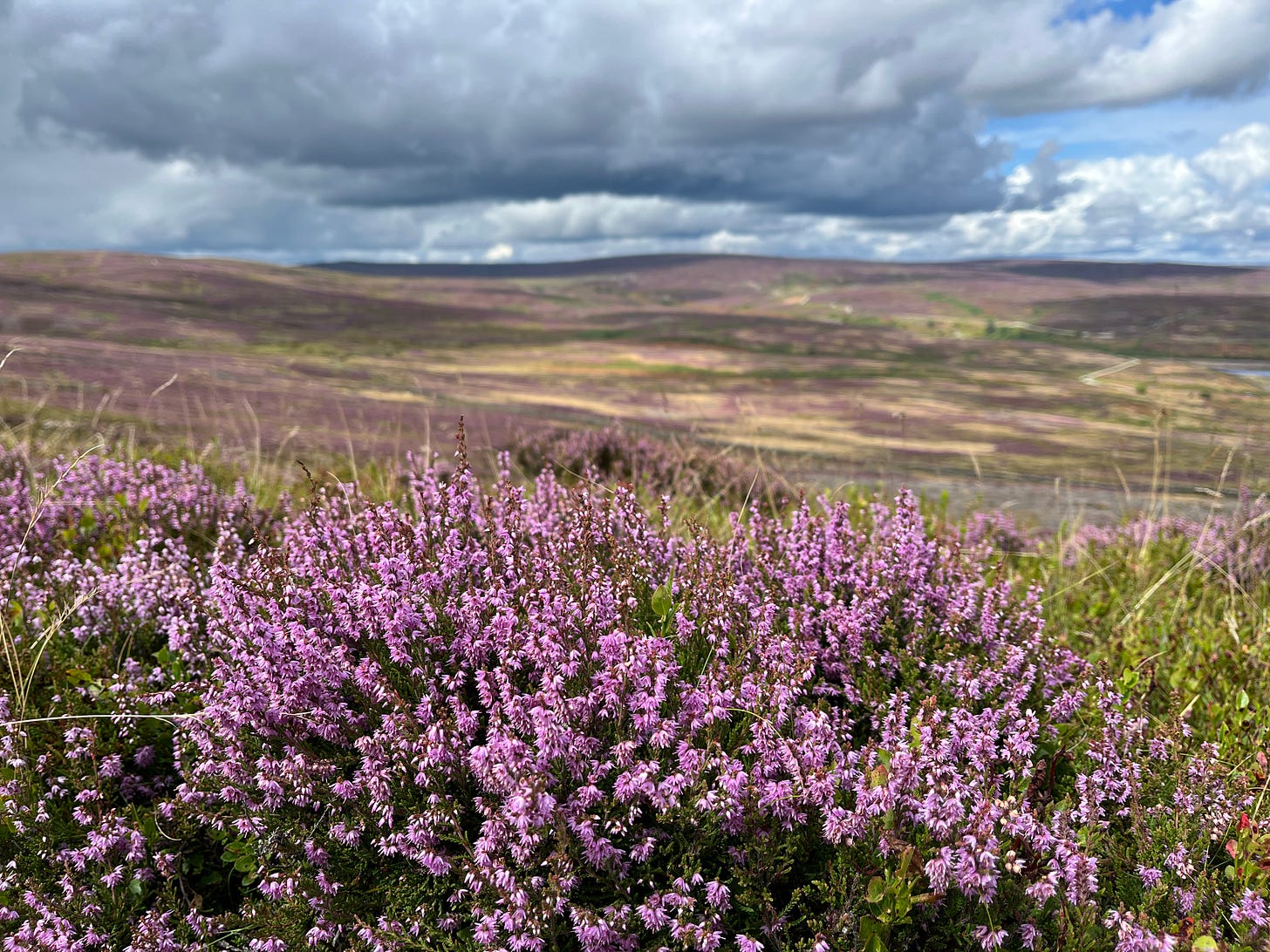A landscape photo with dramatic clouds, heathland, the edge of a reservoir all in soft focus behind a bundle of pink heather A landscape photo with dramatic clouds, heathland, the edge of a reservoir all in soft focus behind a bundle of pink heather