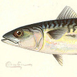 The Mackerel's avatar