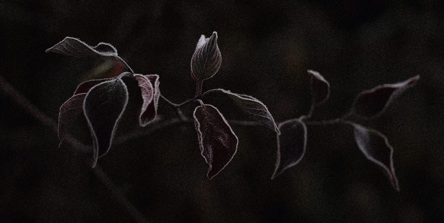 finnish frost in a tree