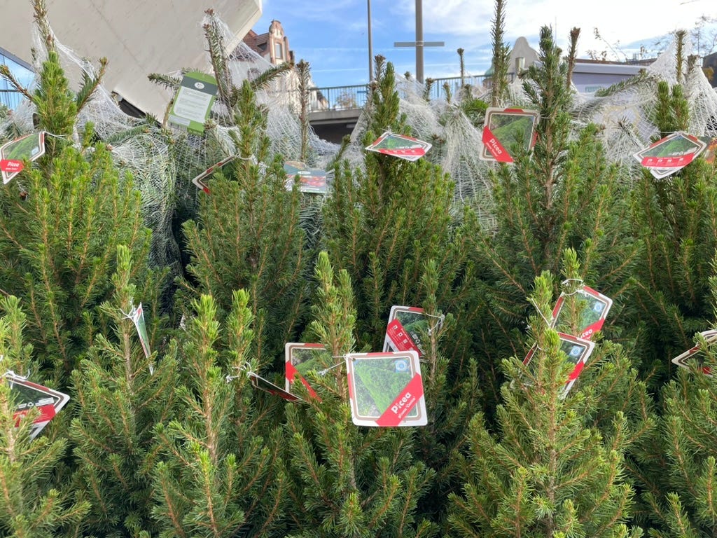 Christmas trees for sale