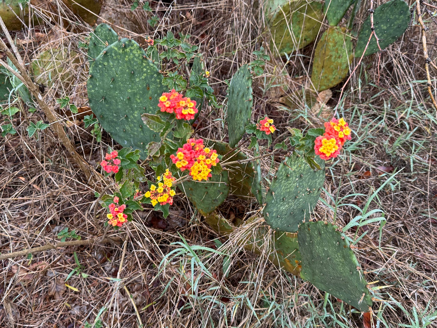 Orange and yellow lantana blossoms between paddles of prickly pear