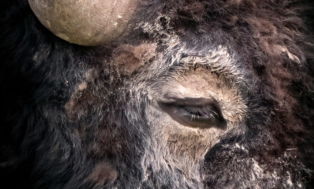 Bull: Poppy: Star
