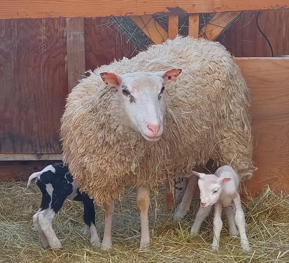 things "ewe" should know about sheep