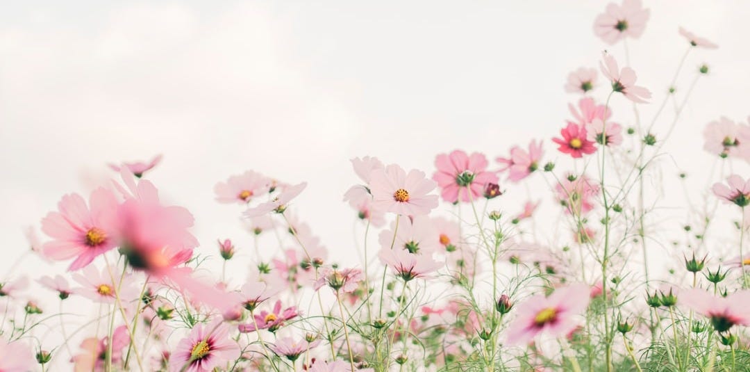 pink and white flowers under white sky during daytime pink and white flowers under white sky during daytime