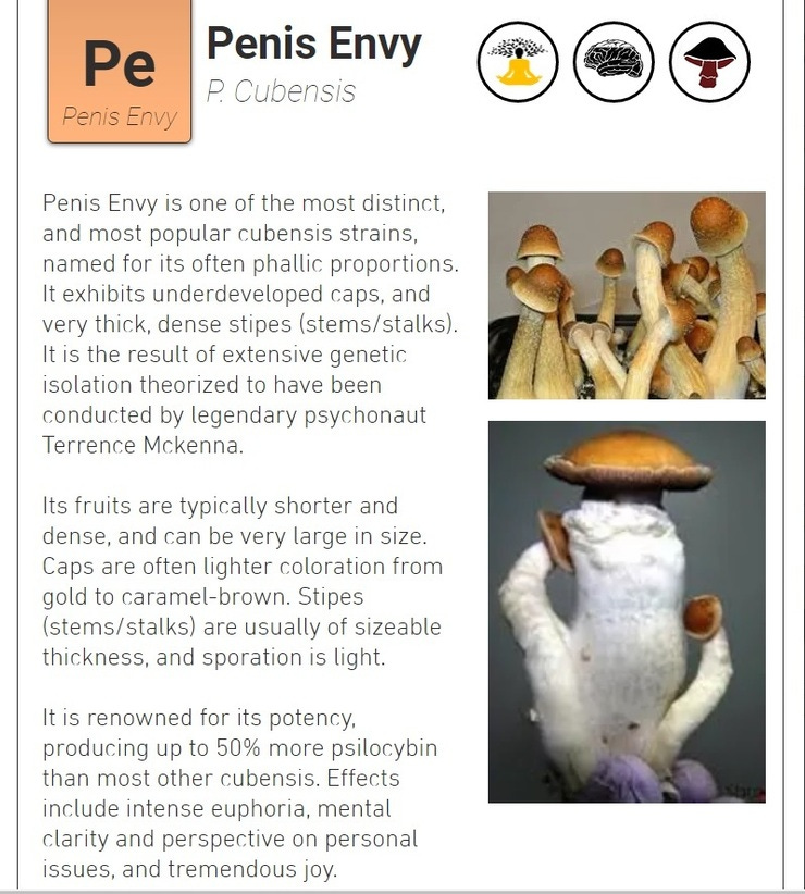 This strain is very popular for being more potent than most others.