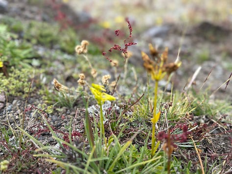 Cotopaxi National Park plant life, appetizer, and view of Tambopaxi lodge