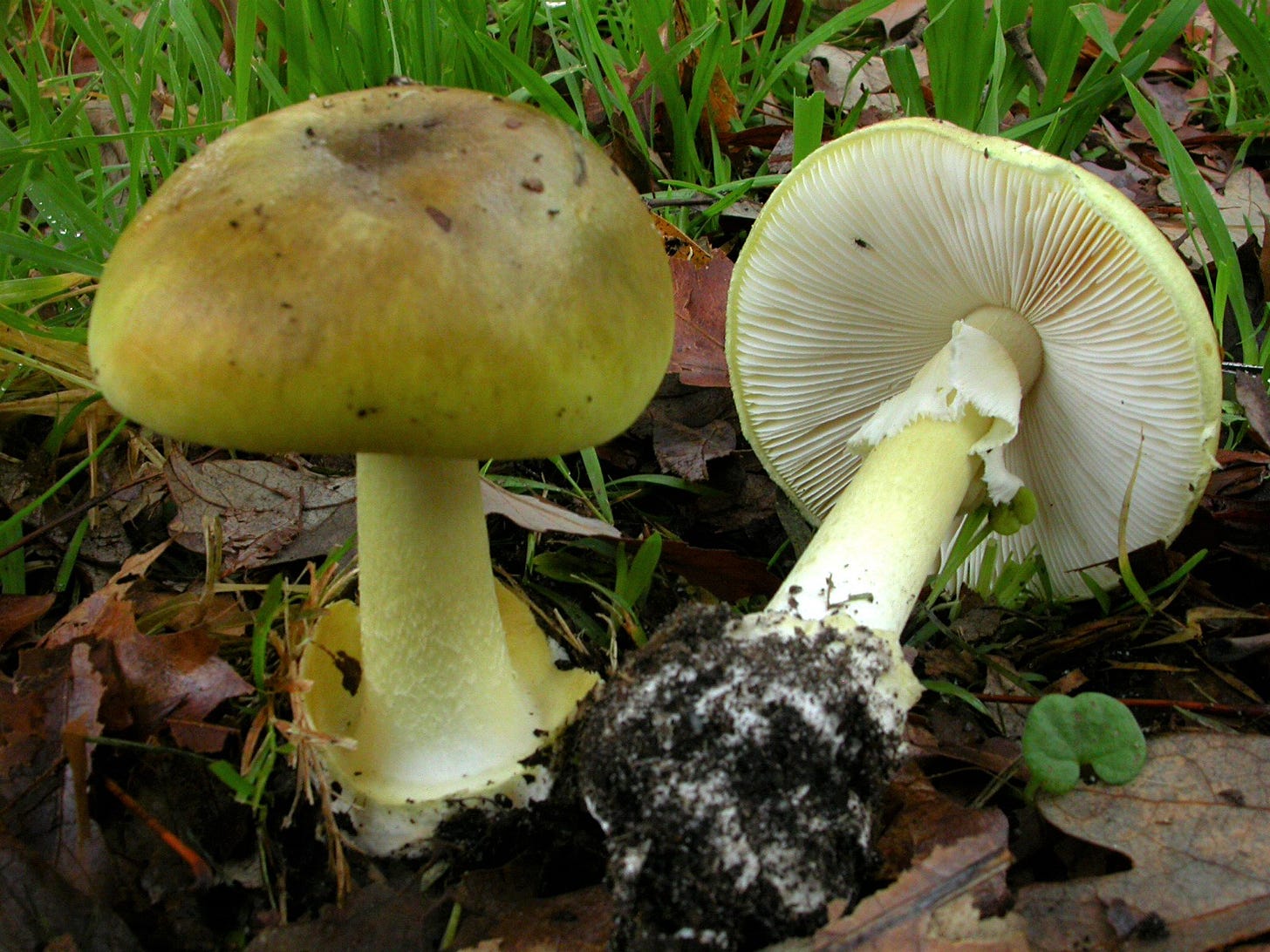 death cap mushrooms