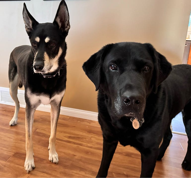 two dogs, one looks like a Kelpie, and one black lab
