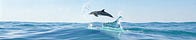 Longbridge Dolphin Research