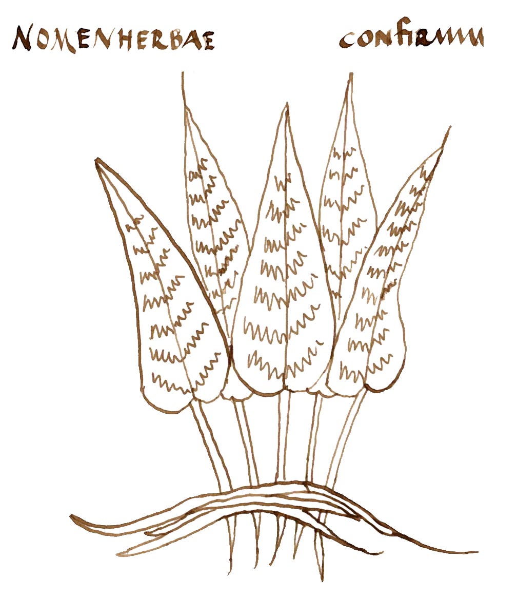 sample of the illustration sample in Pseudo-Apuleius herbarium