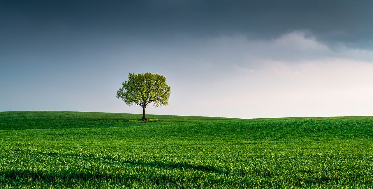 Who Takes Care Of The Environment Without Government?