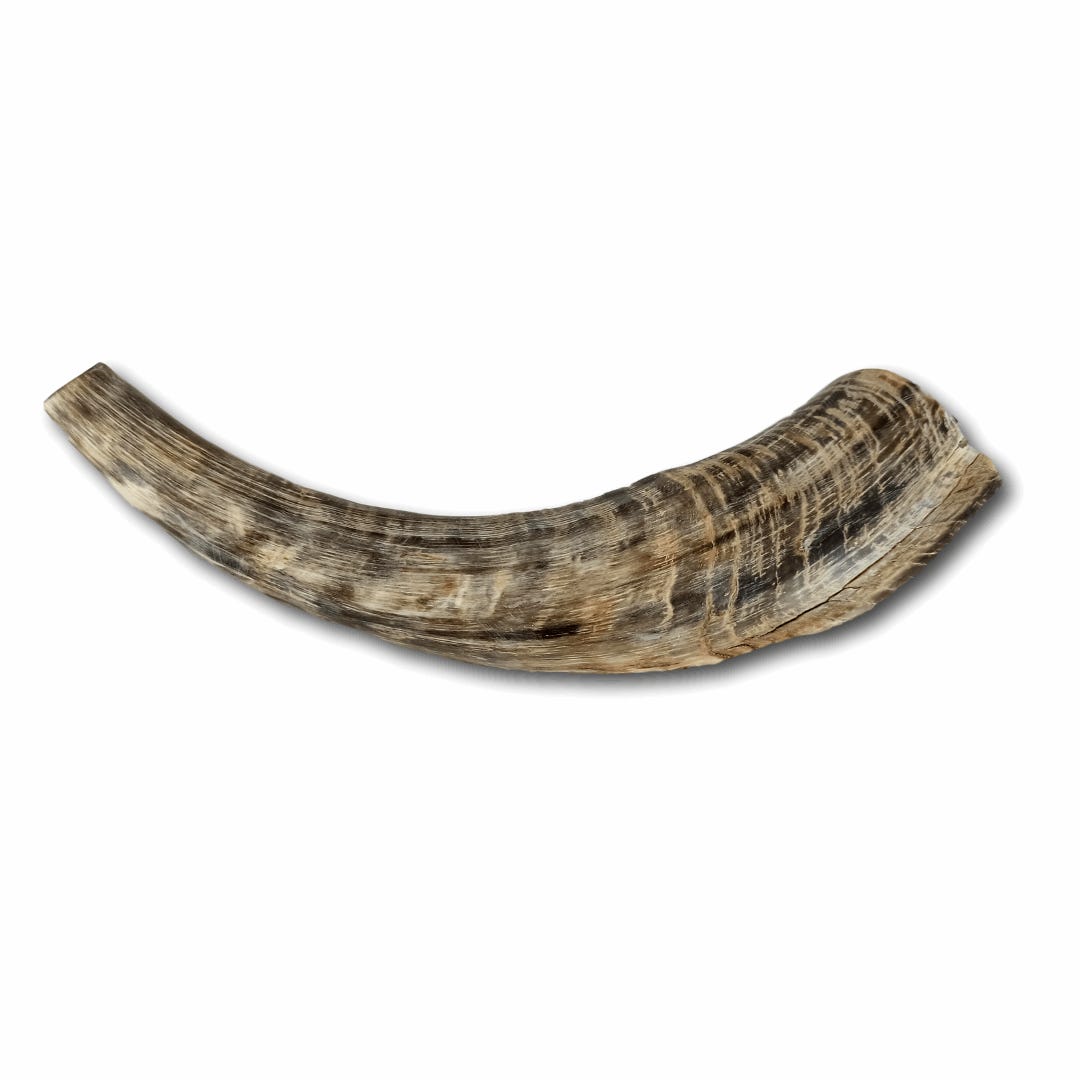 Large Goat Shofar 2 (between 41 and 44 cm /CH-G2)