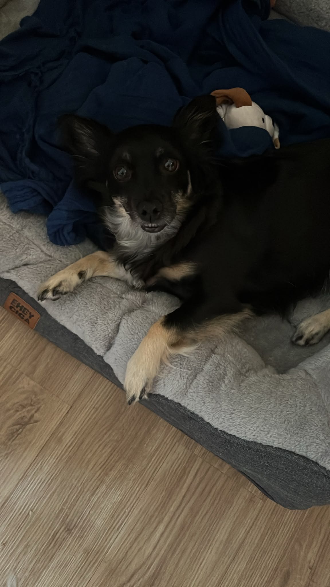 A small black-and-tan dog lies on a grey bed beside a dark blue blanket and soft toy, looking directly at the camera. A small black-and-tan dog lies on a grey bed beside a dark blue blanket and soft toy, looking directly at the camera.